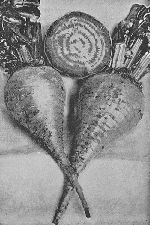 Beet Variety