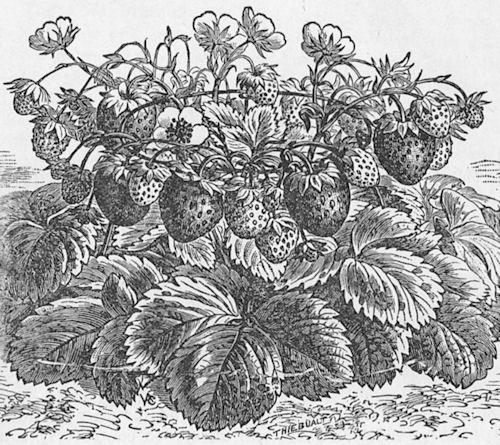 Strawberry Variety