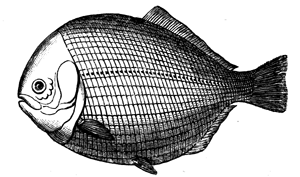 A Liassic Ganoid.