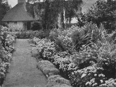 Borders of Michaelmas Daisies.