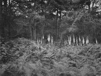 Careful Wild-Gardening—White Foxgloves at the Edge of the Fir Wood.