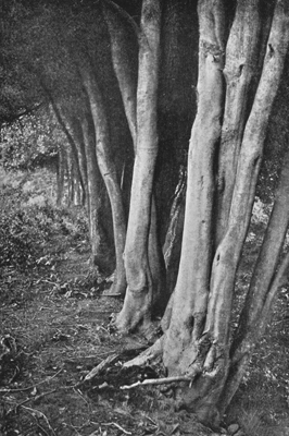 Holly Stems in an Old Hedge-Row.