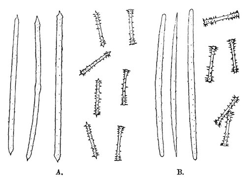 Illustration: Fig. 13.—Spicules of Spongilla crateriformis.