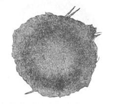 Illustration: Fig. 18.—Gemmule of Spongilla bombayensis as seen from above (from type specimen), magnified.