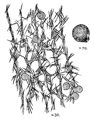 Illustration: Fig. 24.—Trochospongilla latouchiana.