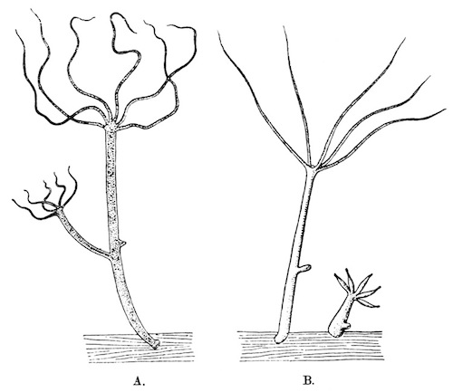 Illustration: Fig. 29.—Hydra vulgaris, from Calcutta (phase orientalis)