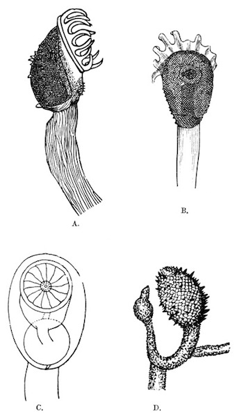 Illustration: Fig. 34.—Loxosomatoides colonialis, Annandale.