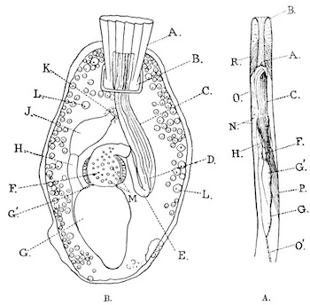 Illustration: Fig. 35.—Single zoœcia of Victorella and Hislopia (magnified).