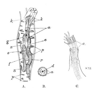 Illustration: Fig. 36.—Structure of Paludicella ehrenbergi (A and B after Allman).