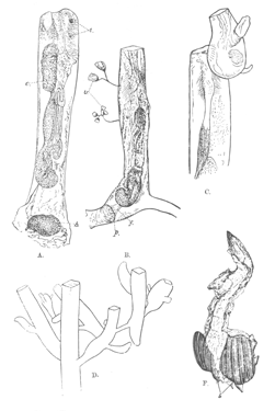 Illustration: Fig. 37.—Victorella bengalensis (type specimens).