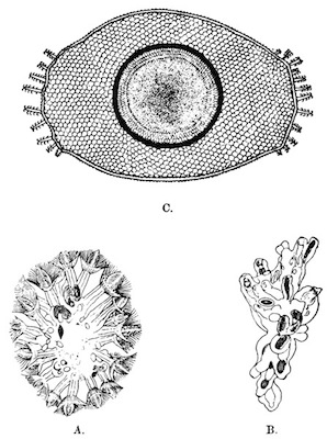 Illustration: Fig. 46.—Lophopodella carteri (from Igatpuri Lake).