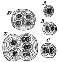 Fig. 1. Group of Sea-weeds (chiefly Laminariæ).Fig. 2. A, Species of Gleocapsa, one of the Palmelleæ, in various stages. A becomes B, C, D, and E by repeated division. Magnified 300 diameters. Fig. 2. A, Species of Gleocapsa, one of the Palmelleæ, in various stages. A becomes B, C, D, and E by repeated division. Magnified 300 diameters.