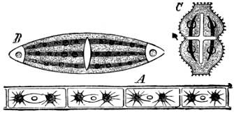 Fig. 3. A, Fragment of a Filament of Zygnema, one of the Conjugateæ; B, Closterium; C, Euastrium; two desmids. Fig. 3. A, Fragment of a Filament of Zygnema, one of the Conjugateæ; B, Closterium; C, Euastrium; two desmids.