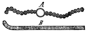 Fig. 4. A, Fragment of a Filament of Nostoc. B, End of a Filament of Oscillatoria. Fig. 4. A, Fragment of a Filament of Nostoc. B, End of a Filament of Oscillatoria.