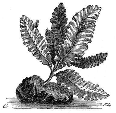 Fig. 8. Wormskioldia sanguinea. Fig. 8. Wormskioldia sanguinea.