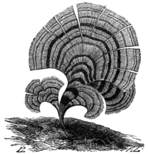 Fig. 11. Padina pavonia. Fig. 11. Padina pavonia.