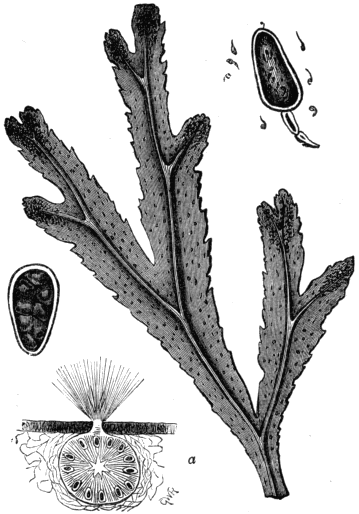 Fig. 12. Fucus serratus, showing a transverse section of the Conceptacle, and Antheridium with Antherozoids escaping. Fig. 12. Fucus serratus, showing a transverse section of the Conceptacle, and Antheridium with Antherozoids escaping.