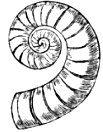 Fig. 8. Spirula. Fig. 8. Spirula.