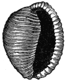 Fig. 12. Cypræa oniscus. Fig. 12. Cypraea oniscus.