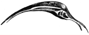 Fig. 20. Hinge of Cytherea crycina. Fig. 20. Hinge of Cytherea crycina.