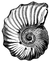 Ammonites auritus (from the Gault). Ammonites auritus (from the Gault).