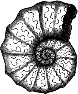 Ceratites nodosus (from the Muschelkalk). Ceratites nodosus (from the Muschelkalk).