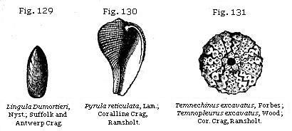 Fig. 129: Lingula Dumortieri. Fig. 130: Pyrula reticulata. Fig. 131: Temnechinus excavatus.