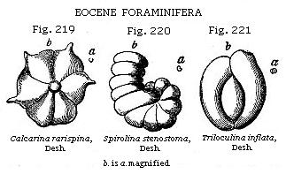 Fig. 219: Calcarina rarispina, Fig. 220: Spirolina stenostoma, Fig. 221: Triloculina inflata.