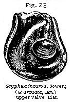 Fig. 23: Gryphæa incurva.