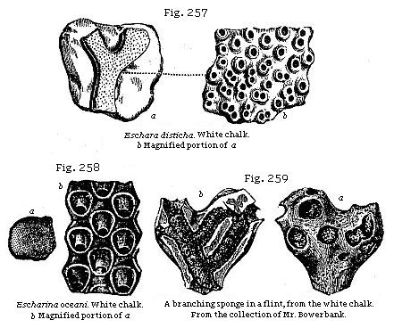 Fig. 257: Eschara disticha. White chalk. Fig. 258: Escharina oceani. White chalk. Fig. 259: A branching sponge in a flint, from the white chalk.