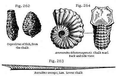 Fig. 262: Coprolites of fish, from the chalk. Fig. 263: Baculites anceps. Lower chalk. Fig. 264: Ammonites Rhotomagensis. Chalk marl.