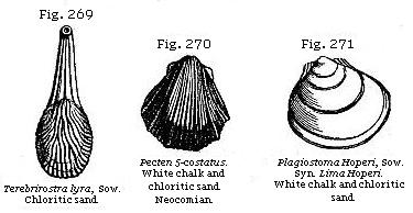 Fig. 269: Terebrirostra lyra. Chloritic sand. Fig. 270: Pecten 5-costatus. White chalk and chloritic sand. Fig. 271: Plagiostoma Hoperi. White chalk and chloritic sand.