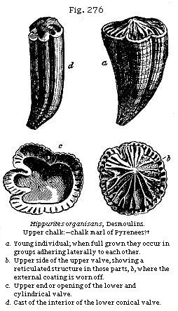 Fig. 276: Hippurites organisans. Upper chalk:—chalk marl of Pyrenees?