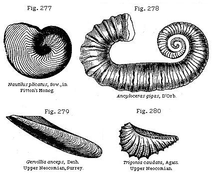 Fig. 277: Nautilus licatus. Fig. 278: Ancyloceras gigas. Fig. 279: Gervillia anceps. Fig. 280: Trigonia caudata.