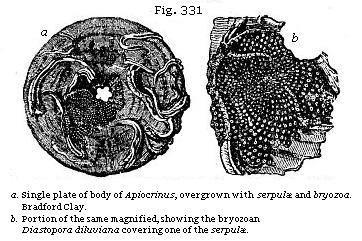 Fig. 331: a. Aingle plate of body of Apiocrinus, overgrown with serpulæ and bryozoa; b. Portion of same magnified, showing the bryozoan Diastopora diluviana covering one of the serpulæ.