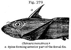 Fig. 379: Chimæra monstrosa.