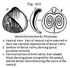 Fig. 401: Koninckia Leonhardi.