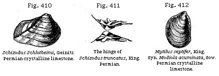 Fig. 410: Schidozus Schlotheimi, Permian crystalline limestone. Fig. 411: The hinge of Schizodus truncatus, Permian. Fig. 412: Mytilus septifer, Permian crystalline limestone.