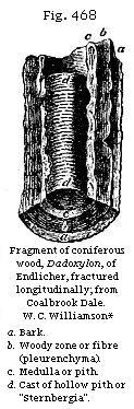 Fig. 468: Fragment of coniferous wood.