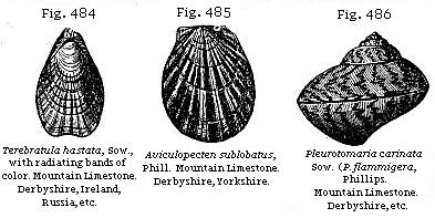 Fig. 484: Terebratula hastata. Fig. 485: Aviculopecten sublobatus. Fig. 486: Pleurotomaria carinata.