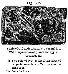 Fig. 507: Shale of Old Red Sandstone. Forfarshire. With impression of plants and eggs of Crustaceans.