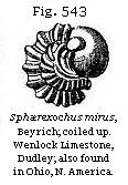 Fig. 543: Sphærexochus mirus.