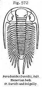 Fig. 572: Paradoxides Davidis.