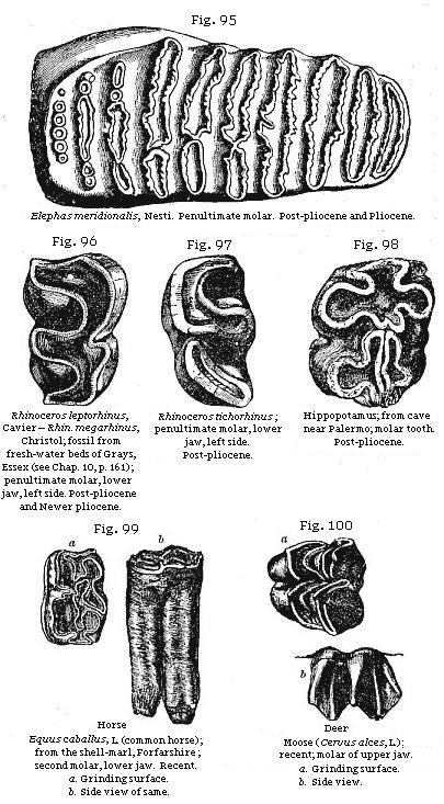 Figs. 95 to 100: Teeth of extinct mammalia.