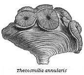 Thecosmilia annularis