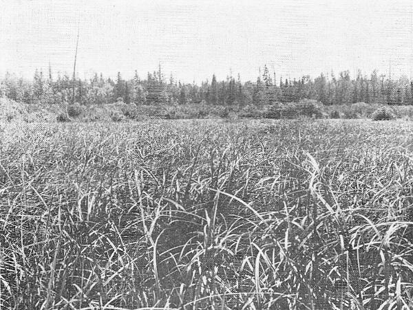 Fig. 2. Tall-sedge habitat in a beaver meadow on the west side of Gogebic Lake, Ontonagon County. September 1, 1920.