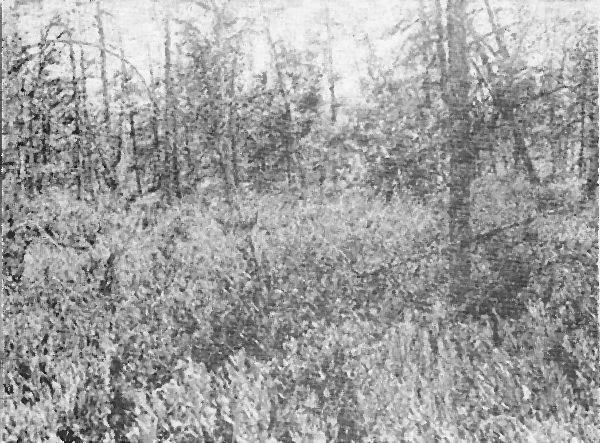 Fig. 1. Leather leaf bog invaded by tamaracks, Ontonagon River near Cisco Lake. August 3, 1920.