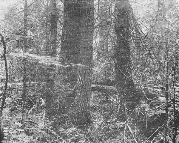 Fig. 2. Virgin white pine grove, Gogebic County. Trunks up to four feet in diameter. Little undergrowth. August 17, 1920.