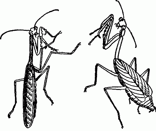 PRAYING MANTIS.