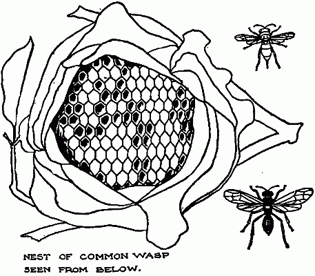 NEST OF COMMON WASP SEEN FROM BELOW.